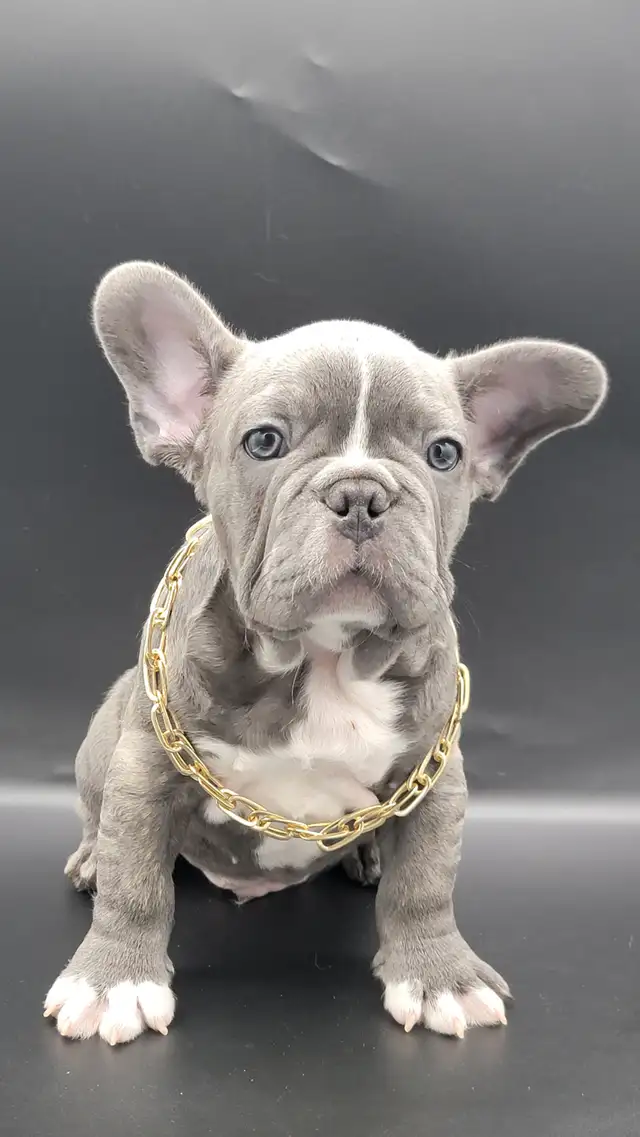 Bulldog francais french bouledogue in Dogs & Puppies for Rehoming in Lanaudière - Image 4