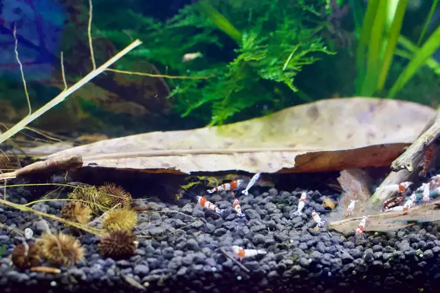Caridina Pinto Shrimp ( Crystal Red Shrimp x Red Zebra Pinto) in Fish for Rehoming in Oakville / Halton Region - Image 7