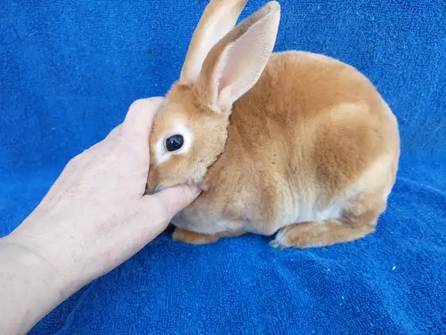 EXTRAORDINARY Netherland dwarf, Holland lop, Lionhead, mini rex in Small Animals for Rehoming in Cornwall - Image 3