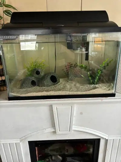 tank with electric blue crayfish, View more