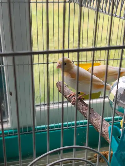 Domestic canaries with cage, View more