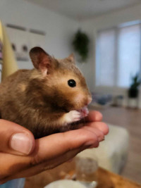 Hamster for rehoming 