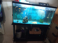 Fish tank, stand, fish, food, and decorations
