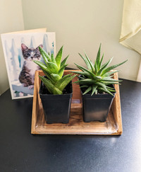 Succulents - Pairs of perfect couple, $20/pair on Sales