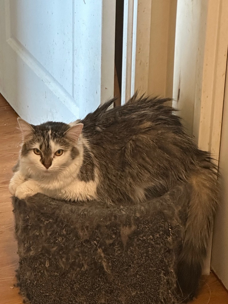 Norwegian Forest Cat for Sale Cats & Kittens for Rehoming City of