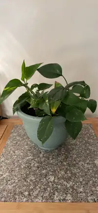 Healthy pothos plant 
