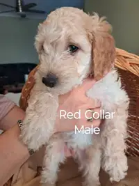 Cockapoo Puppies 10 Weeks