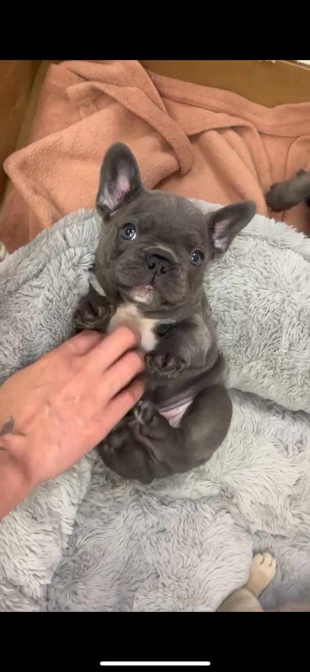 French Bulldog Puppies for sale in Dogs & Puppies for Rehoming in City of Toronto