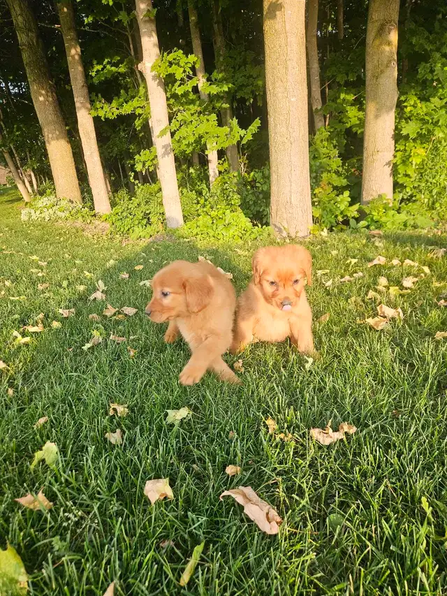 Beautiful Golden Retriever Puppys in Dogs & Puppies for Rehoming in Kitchener / Waterloo - Image 5
