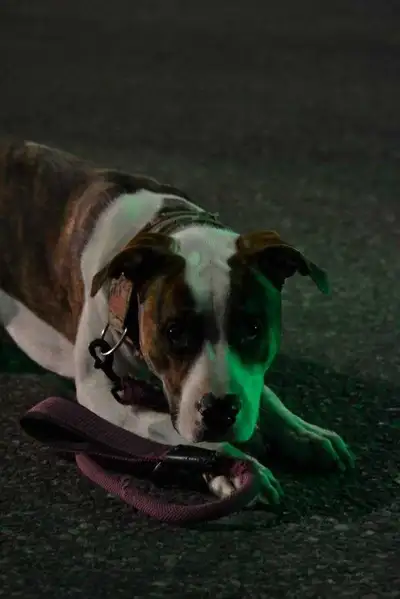 Cant take care of anymore good girl well trained, View more