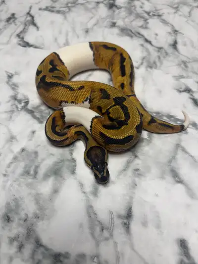Female Pied ball Python, View more