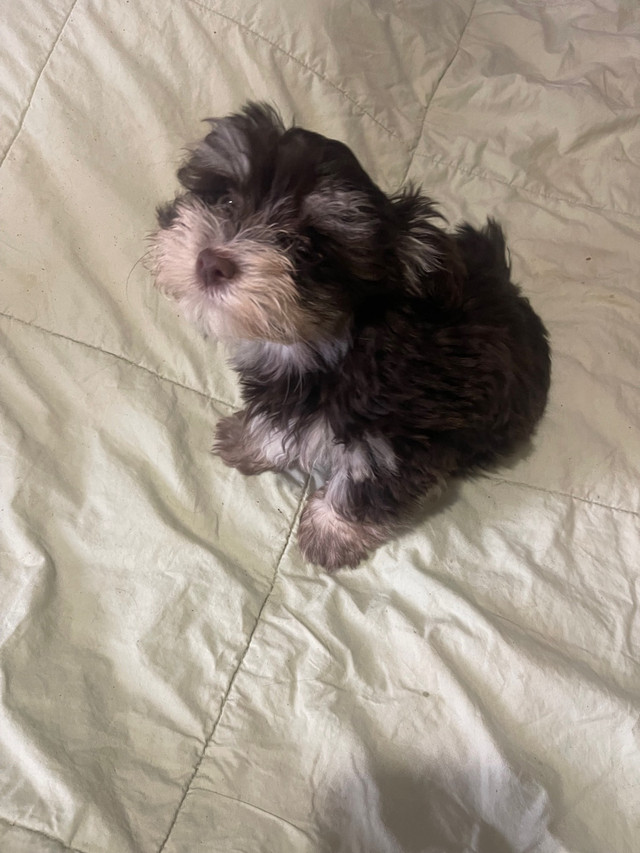 Havanese Puppy in Dogs & Puppies for Rehoming in Mississauga / Peel Region - Image 2