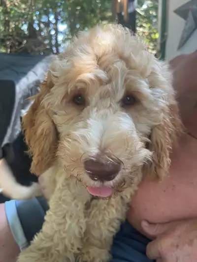 Goldendoodle Trained looking for a big brother to share life, View more