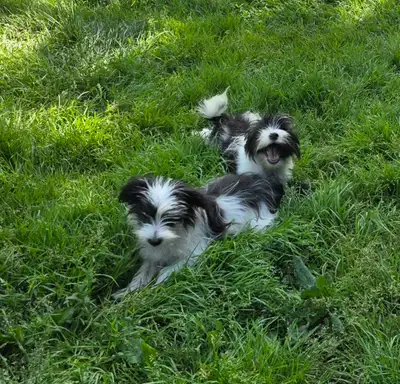 Morkie puppies, View more