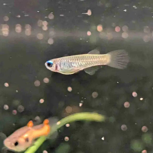 Normans Lampeye in Fish for Rehoming in Kitchener / Waterloo - Image 2