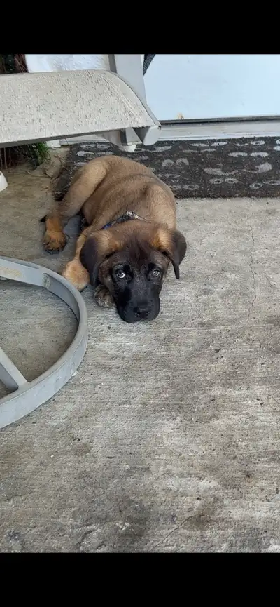 puppy for re-home, View more