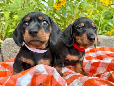 Mini Dachshund Puppies, View more