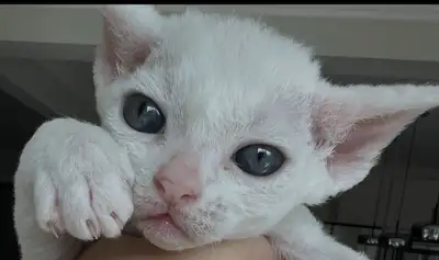 Kittens Devon Rex, View more