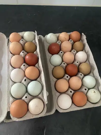 Oeufs mix fécondés Coqs : ameraucana wheate, svarthona Poules : ameraucana, maran, hmong, cochin, cr...