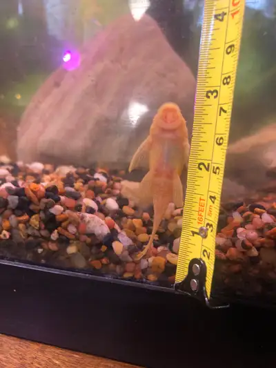 Albino And black bristlenose Plecostamus fish. 2”-3, View more