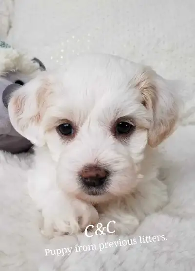 Coton de Tulear / Miniature Poodle babies!! Now accepting deposits for babies ready in June. Experie...