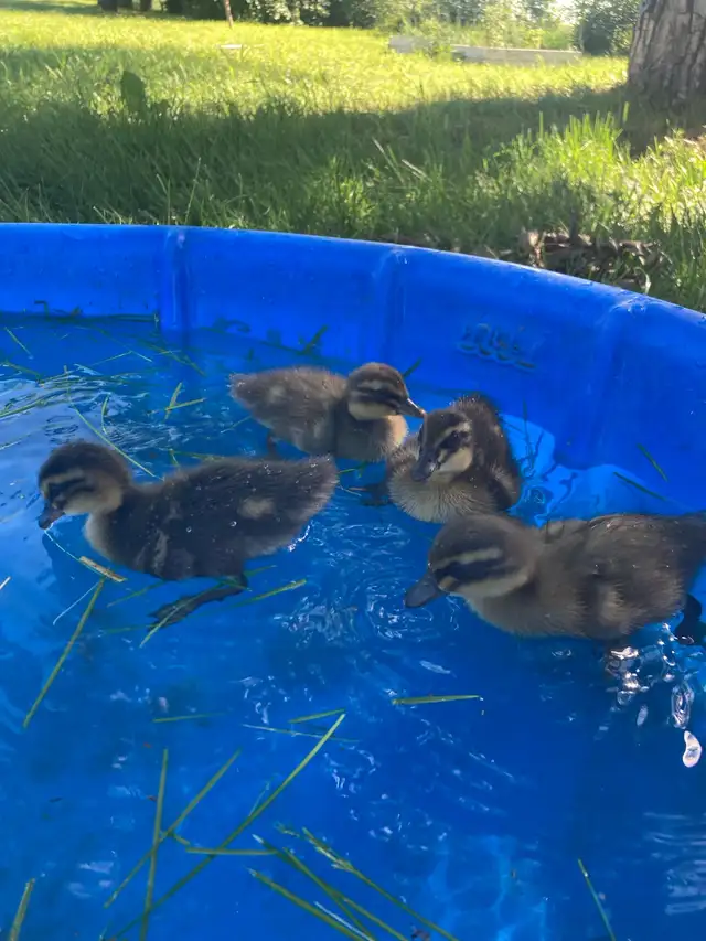 2 ducklings in Livestock in Lethbridge - Image 5