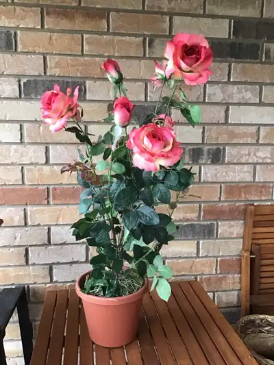 Artificial rose plant with very real looking flowers. - Height: approx. 3 feet - Woven basket to hol...