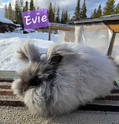 Evie is a Blue English Angora doe, she is almost a year old and is looking for a new home at not fau...