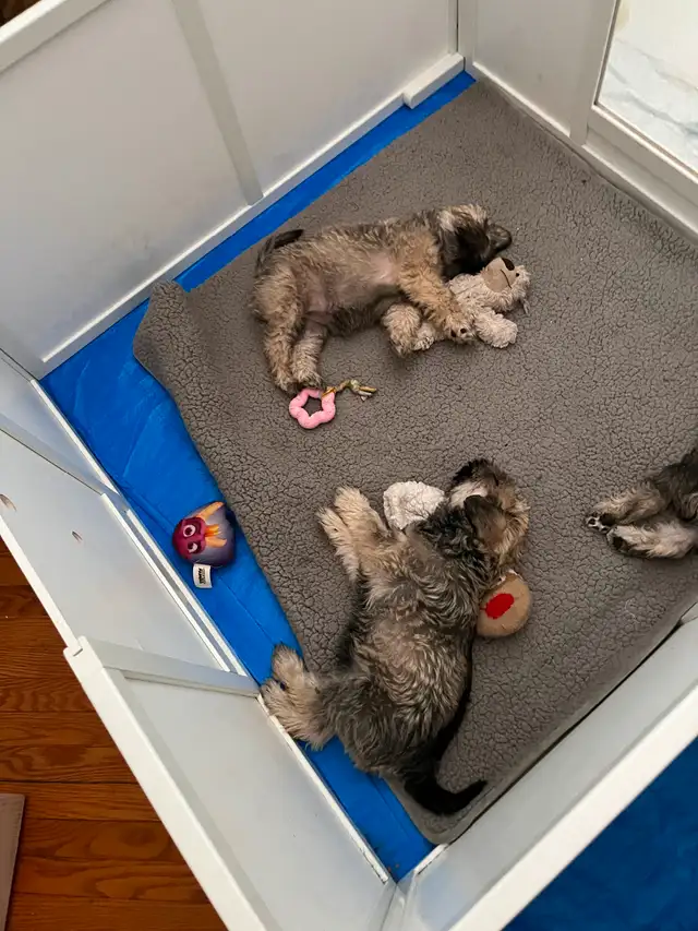 Puppies for adoption in Dogs & Puppies for Rehoming in West Island - Image 9