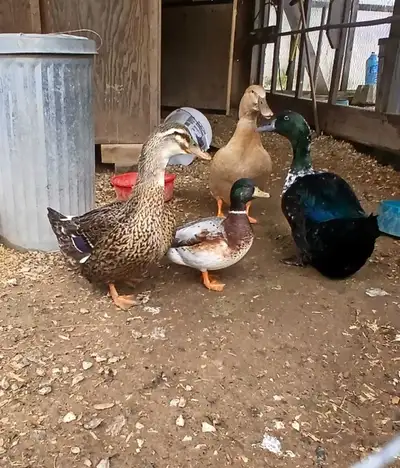 rehoming 3 ducks 1 drake , View more