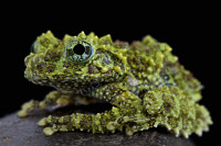Vietnamese Mossy Frogs