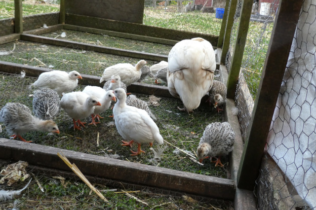 GUINEA FOWL KEETS in Livestock in Truro - Image 3