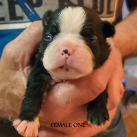 12 Boston Terrier puppies from 2 litters