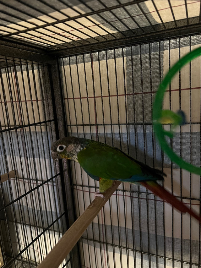 Pineapple Green Cheek Conure  in Birds for Rehoming in Calgary - Image 2