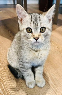 Male tabby kitten 
