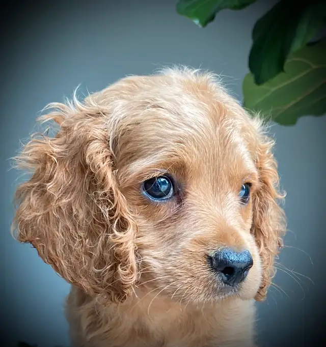 Cockapoo Puppies in Dogs & Puppies for Rehoming in Woodstock - Image 5