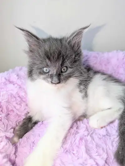 Belle femelle Maine Coon pure race grandir avec enfants, Süper actifs est affectueux les 2 parents a...