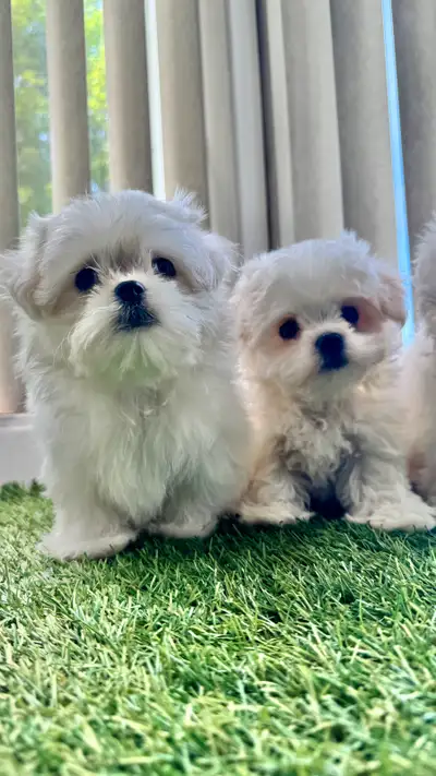 2 Chiots mini bichon maltais  , Maltese, View more