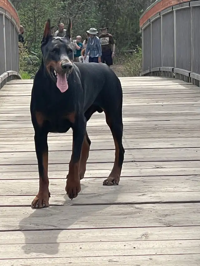 European Doberman Puppies!  1 Female available! in Dogs & Puppies for Rehoming in Edmonton - Image 8