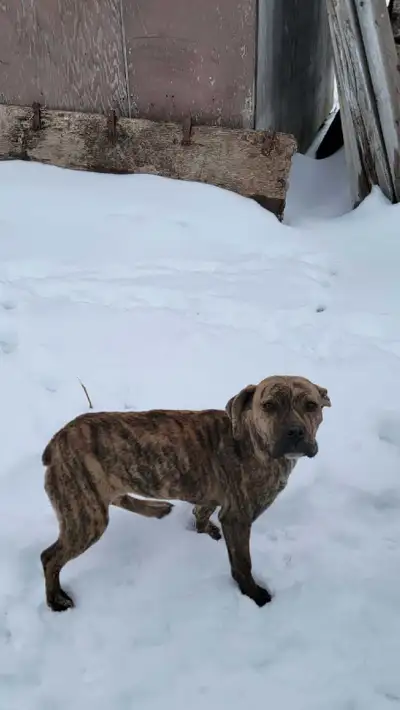 dogs for sale, View more