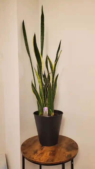 Sansevieria, Snake Plants, View more
