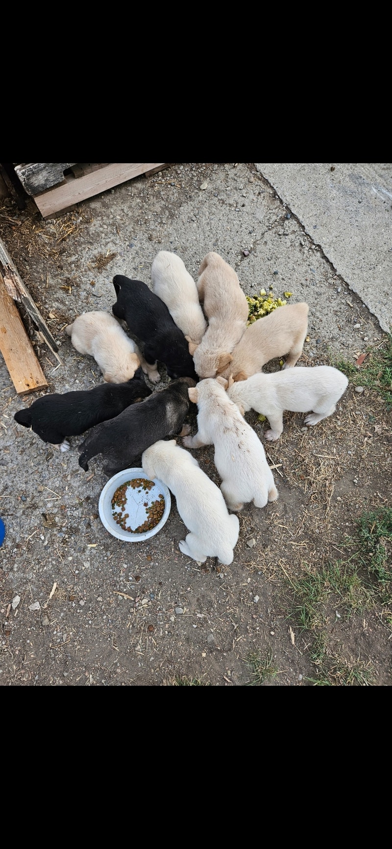 10 Adorable Puppies For Sale Dogs & Puppies for Rehoming Lethbridge