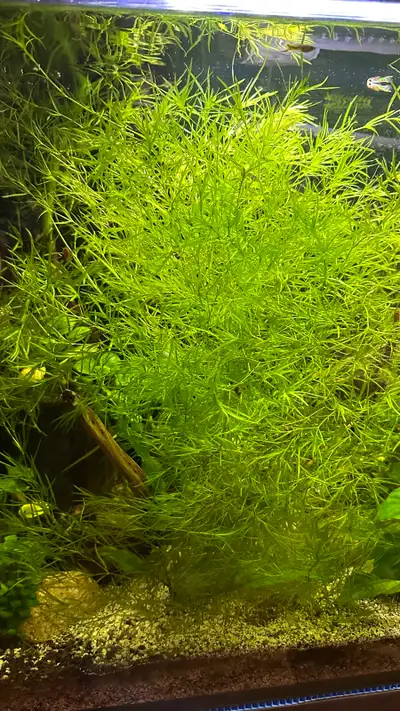 guppy grass, View more