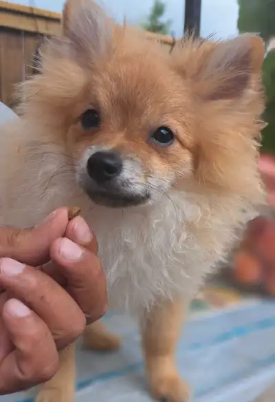 Tiny Pomeranian male puppy, View more