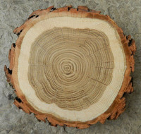 Wood Rounds / Slabs / Slices / Coasters