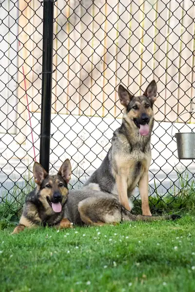 2 year old German Shepherds for adoption , View more