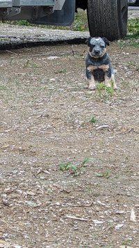 Chiot Blue heeler (Australian Cattle Dog)
