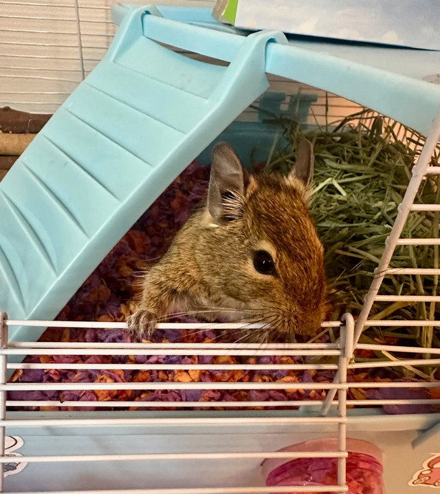 baby degus in Small Animals for Rehoming in Sudbury