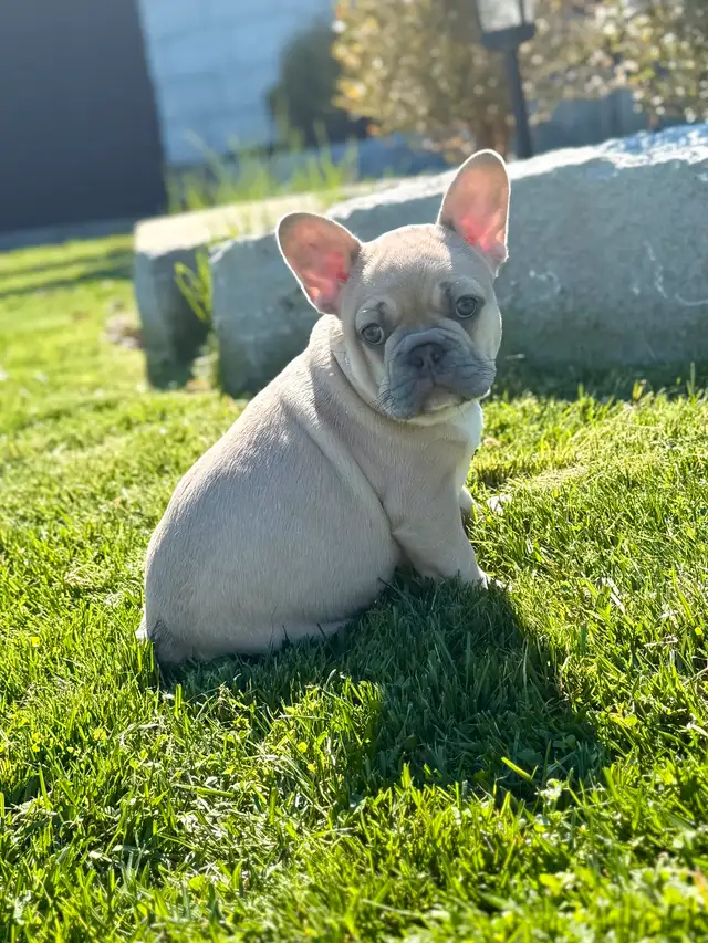 French bulldog puppies in Dogs & Puppies for Rehoming in St. Catharines - Image 4