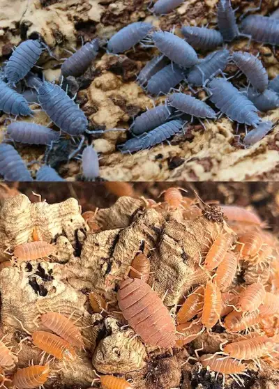 Perfect clean up crew or pets! Count 15+ isopods per cups! Bulk deals available!